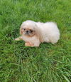 Dumpling