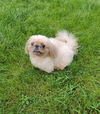 Dumpling