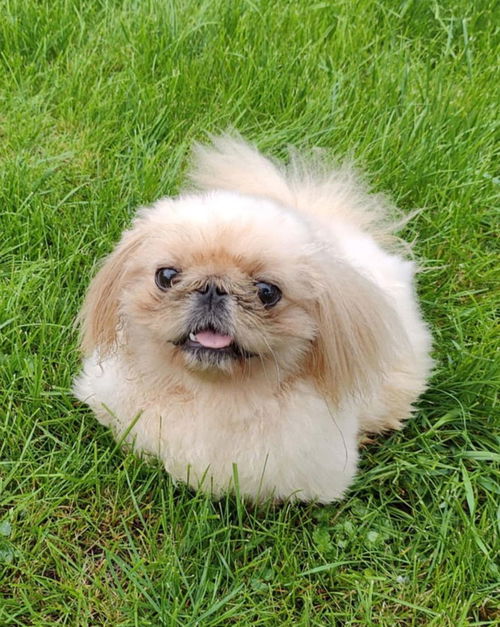 Dumpling