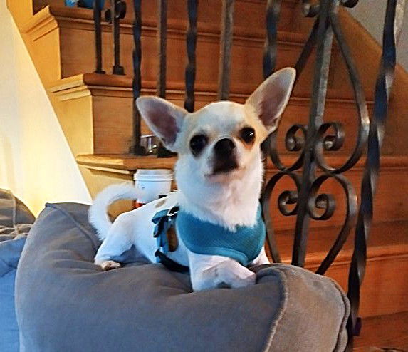 adoptable Dog in Minneapolis, MN named Lefty