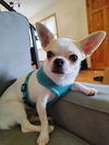adoptable Dog in minneapolis, MN named Lefty
