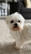 Barney