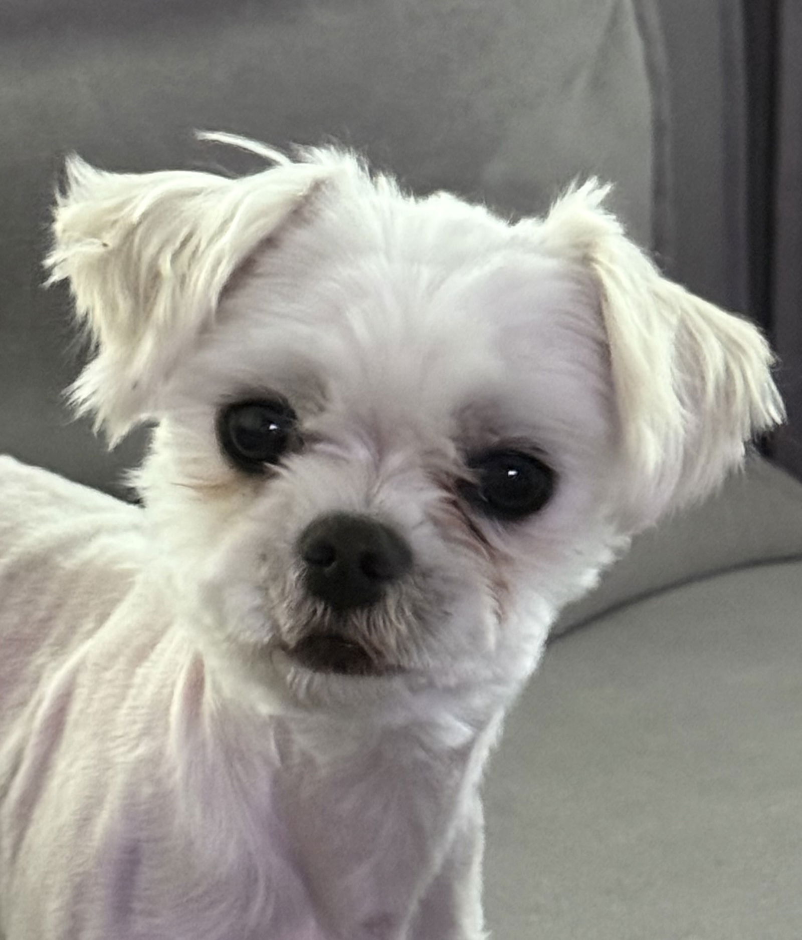 adoptable Dog in Minneapolis, MN named Barney