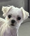 adoptable Dog in  named Barney