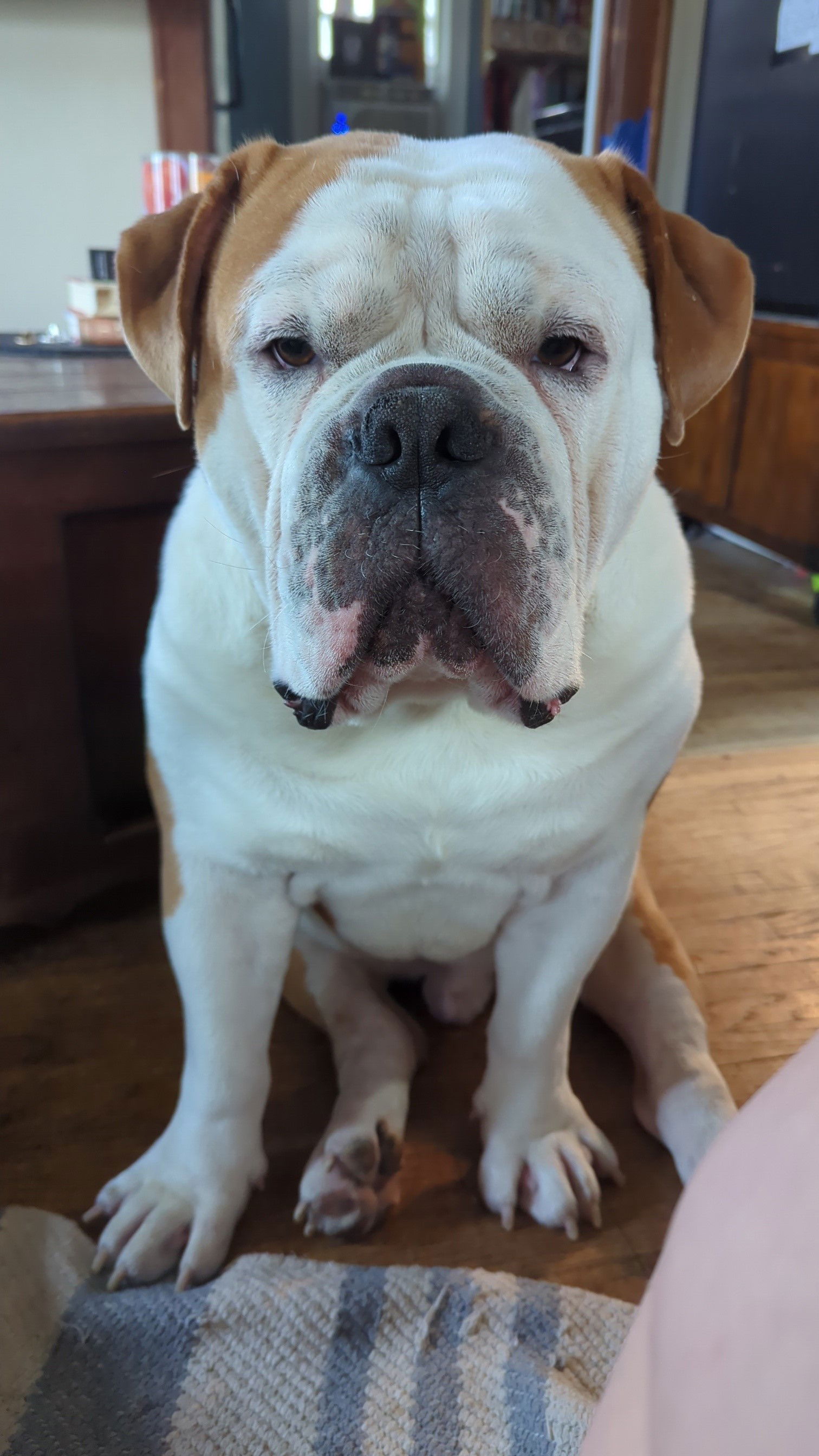 adoptable Dog in Minneapolis, MN named Pharos