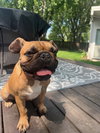 Scooter - Photo 4
