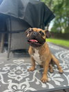 Scooter - Photo 5