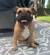 Scooter - Photo 3