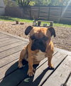 Scooter - Photo 2