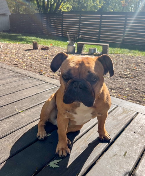 SCOOTER - French Bulldog available for adoption
