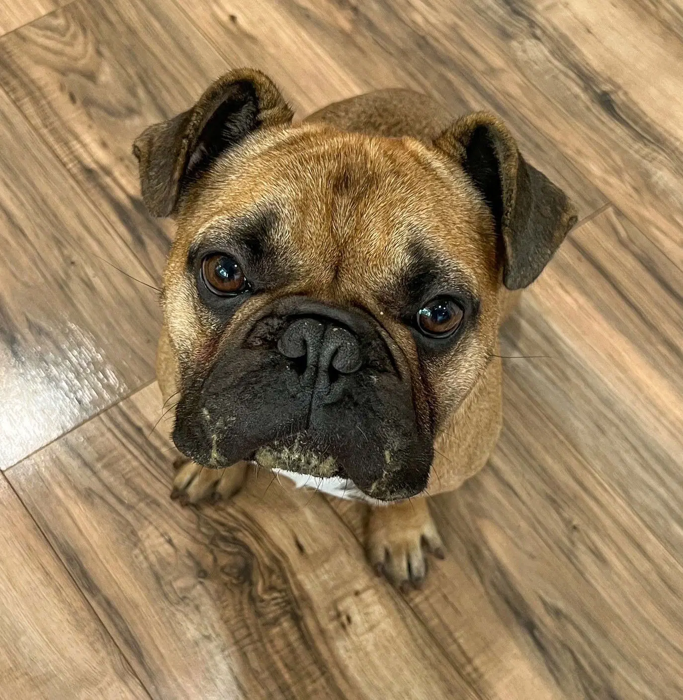 Scooter - French Bulldog