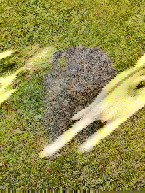 Nyiri