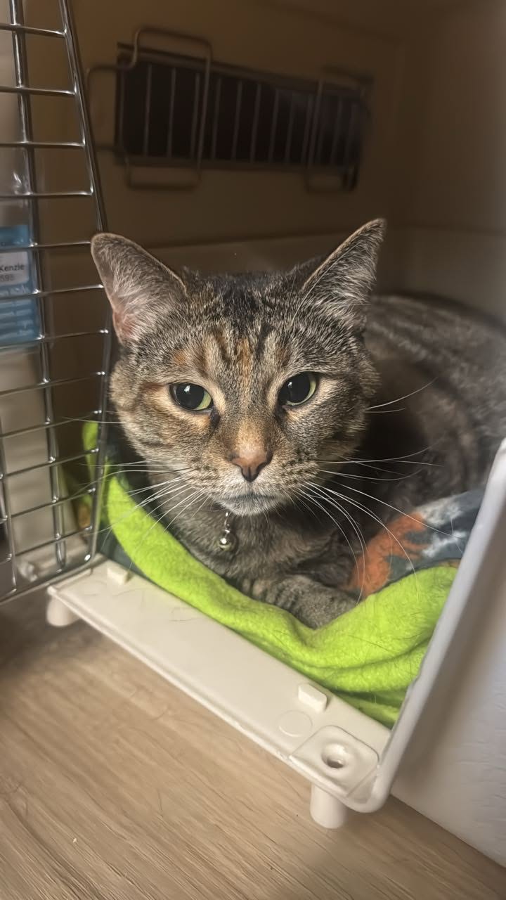 adoptable Cat in Minneapolis, MN named Jane Doe