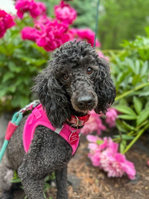 picture of the dog needing adoption