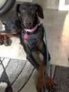 adoptable Dog in minneapolis, MN named Adele