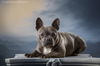 adoptable Dog in  named Francine