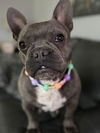 Francine