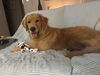 adoptable Dog in minneapolis, MN named Skipper