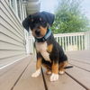 Marley