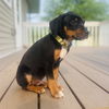Toby