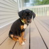 Toby
