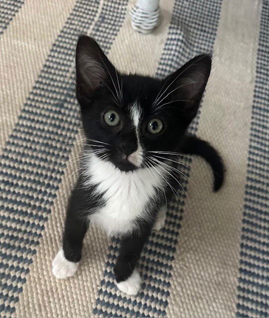 adoptable Cat in Minneapolis, MN named Downy