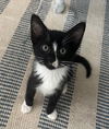 adoptable Cat in minneapolis, MN named Downy