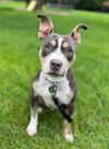 adoptable Dog in minneapolis, MN named Booger