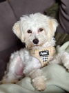 adoptable Dog in , MN named Barkley