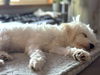 Barkley