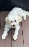 Barkley