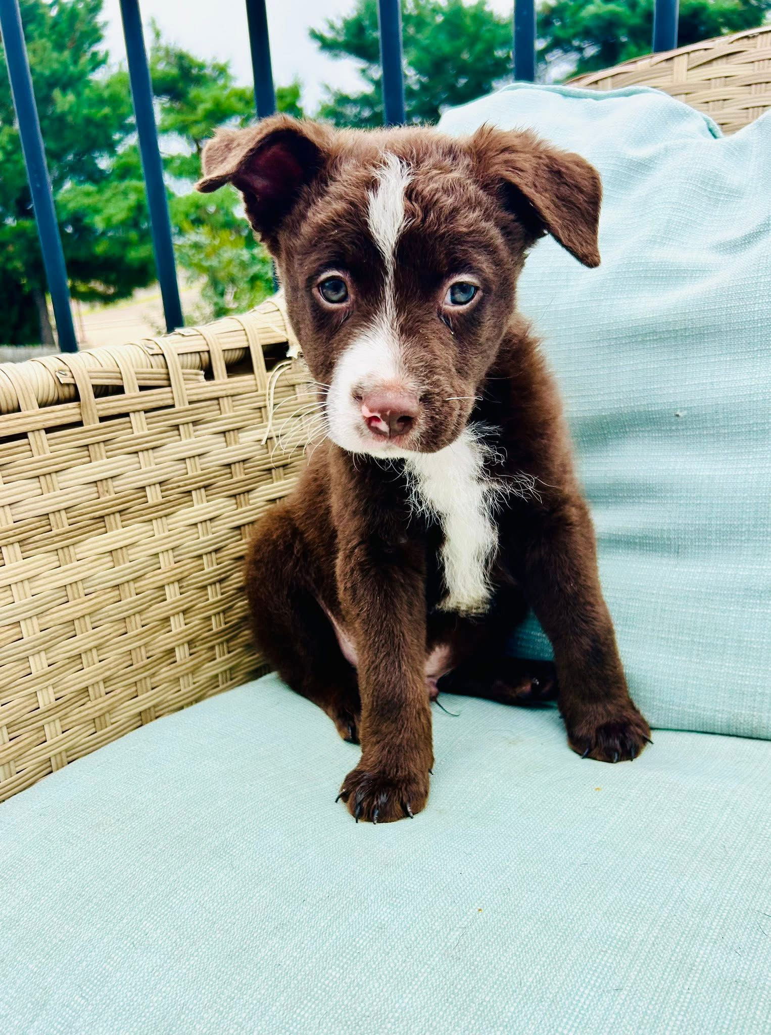 adoptable Dog in Minneapolis, MN named Lightning