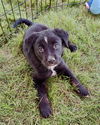 adoptable Dog in  named Hurricane