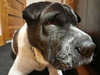 Bernard - Photo 3