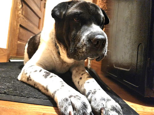BERNARD - Shar Pei available for adoption