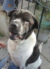 Bernard - Photo 1