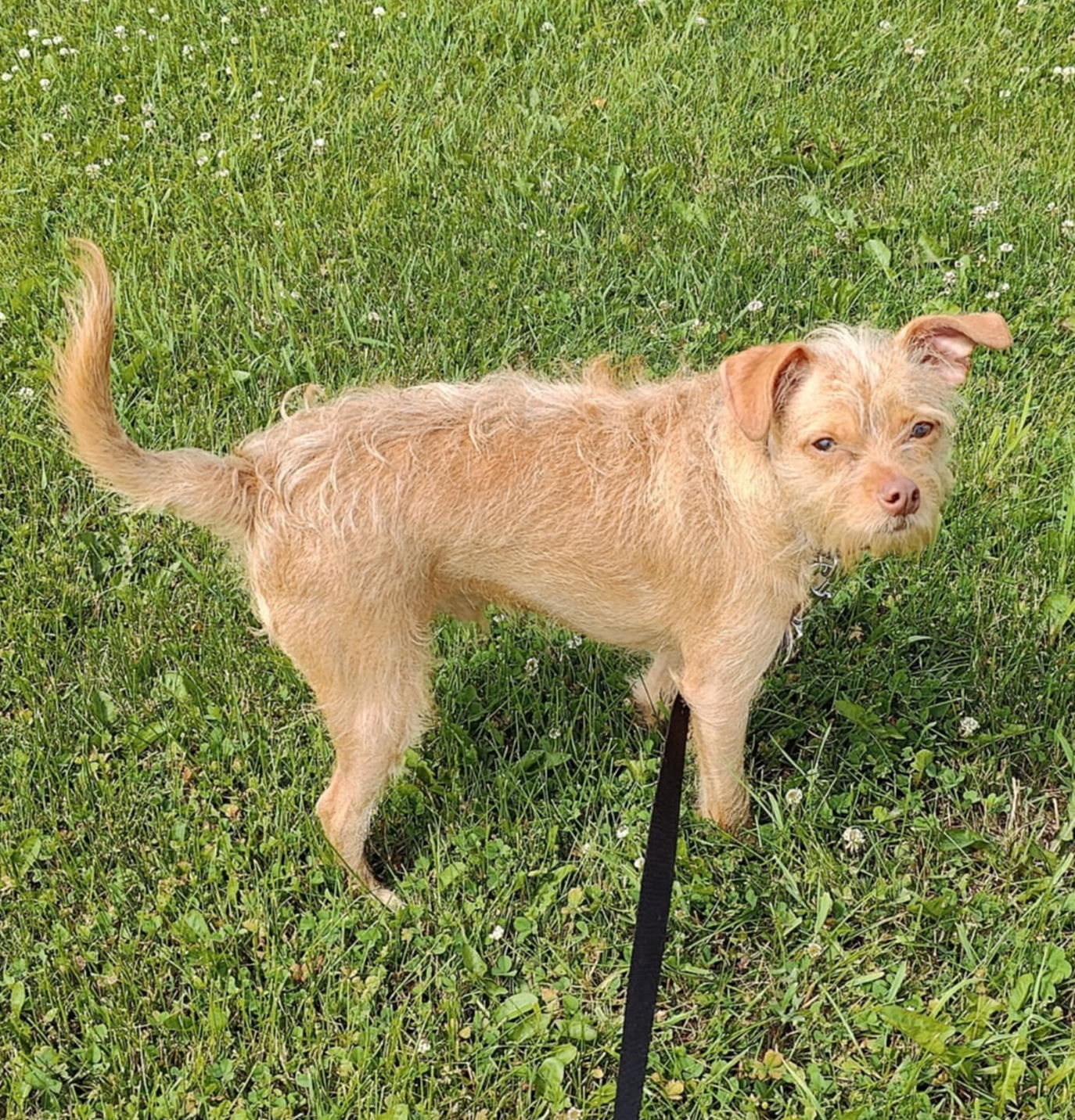 adoptable Dog in Minneapolis, MN named Draco Malfoy