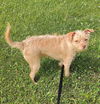 adoptable Dog in minneapolis, MN named Draco Malfoy