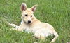 adoptable Dog in  named Astoria Greengrass
