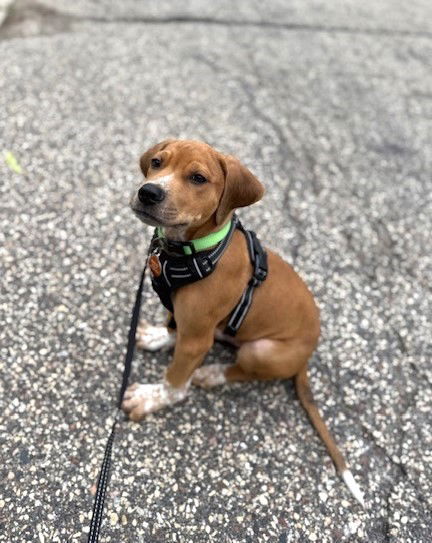 adoptable Dog in Minneapolis, MN named Theodore Nott