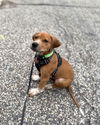 adoptable Dog in , MN named Theodore Nott