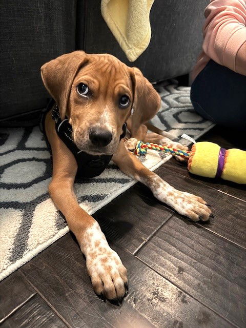 adoptable Dog in Minneapolis, MN named Theodore Nott