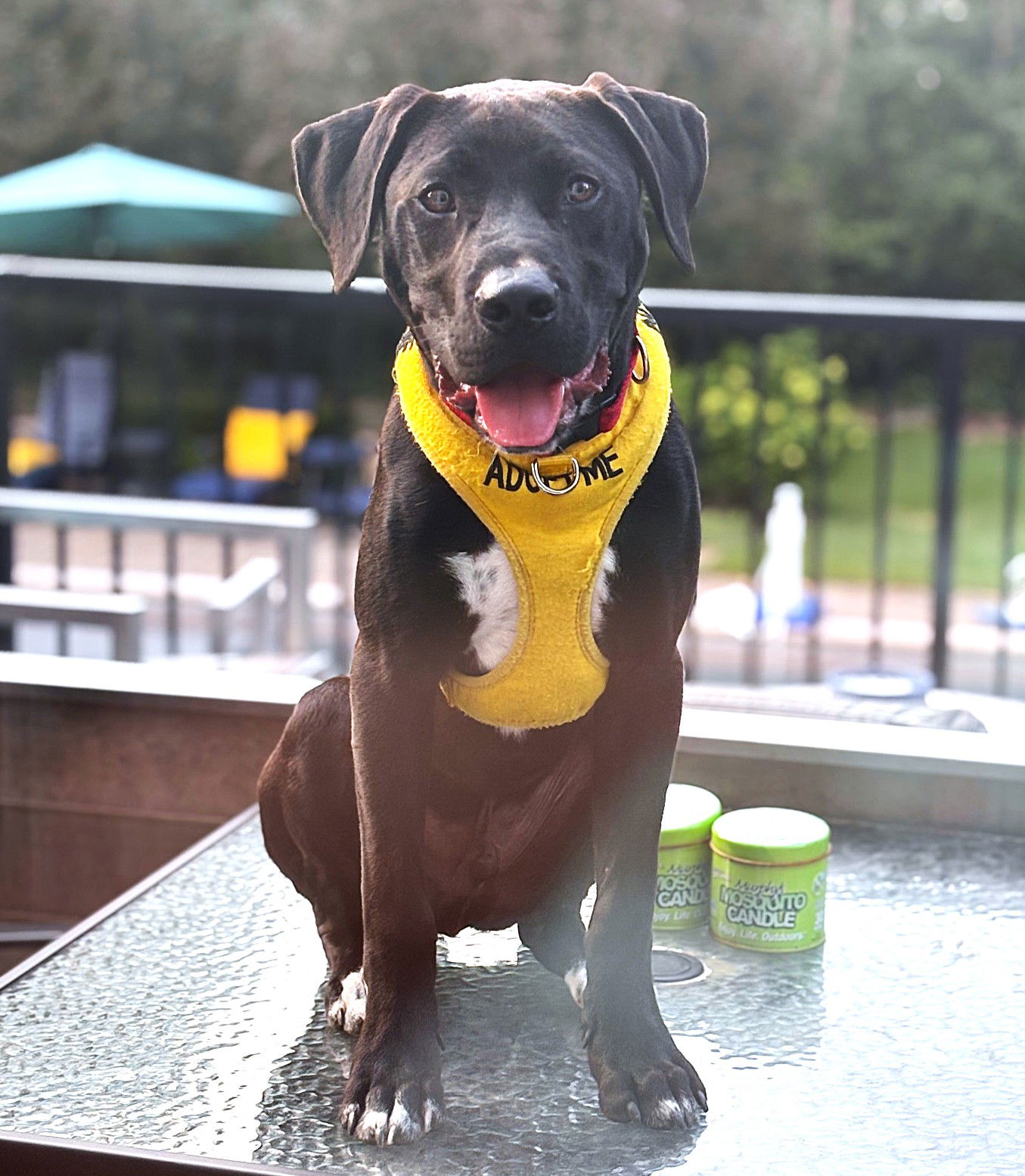 adoptable Dog in Minneapolis, MN named Blaise Zabini