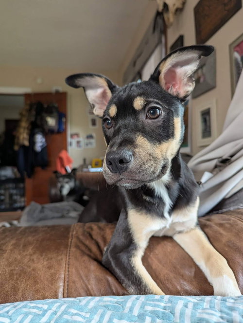 picture of the dog needing adoption