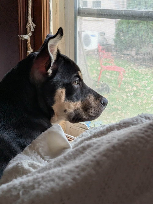MILEENA - Labrador Retriever / Pit Bull Terrier available for adoption