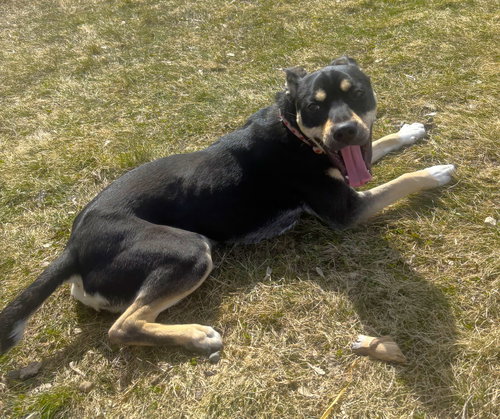 Mileena, an adoptable Labrador Retriever in St. Louis Park, MN
