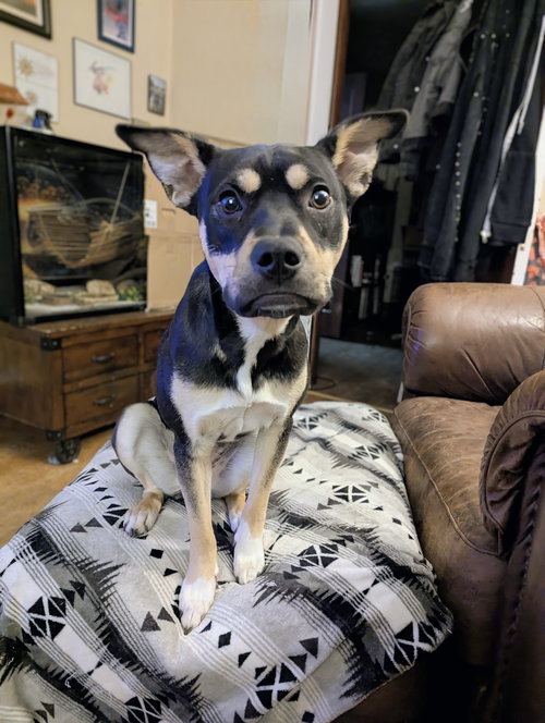 Mileena, an adoptable Labrador Retriever in St. Louis Park, MN