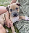 adoptable Dog in minneapolis, MN named Raiden