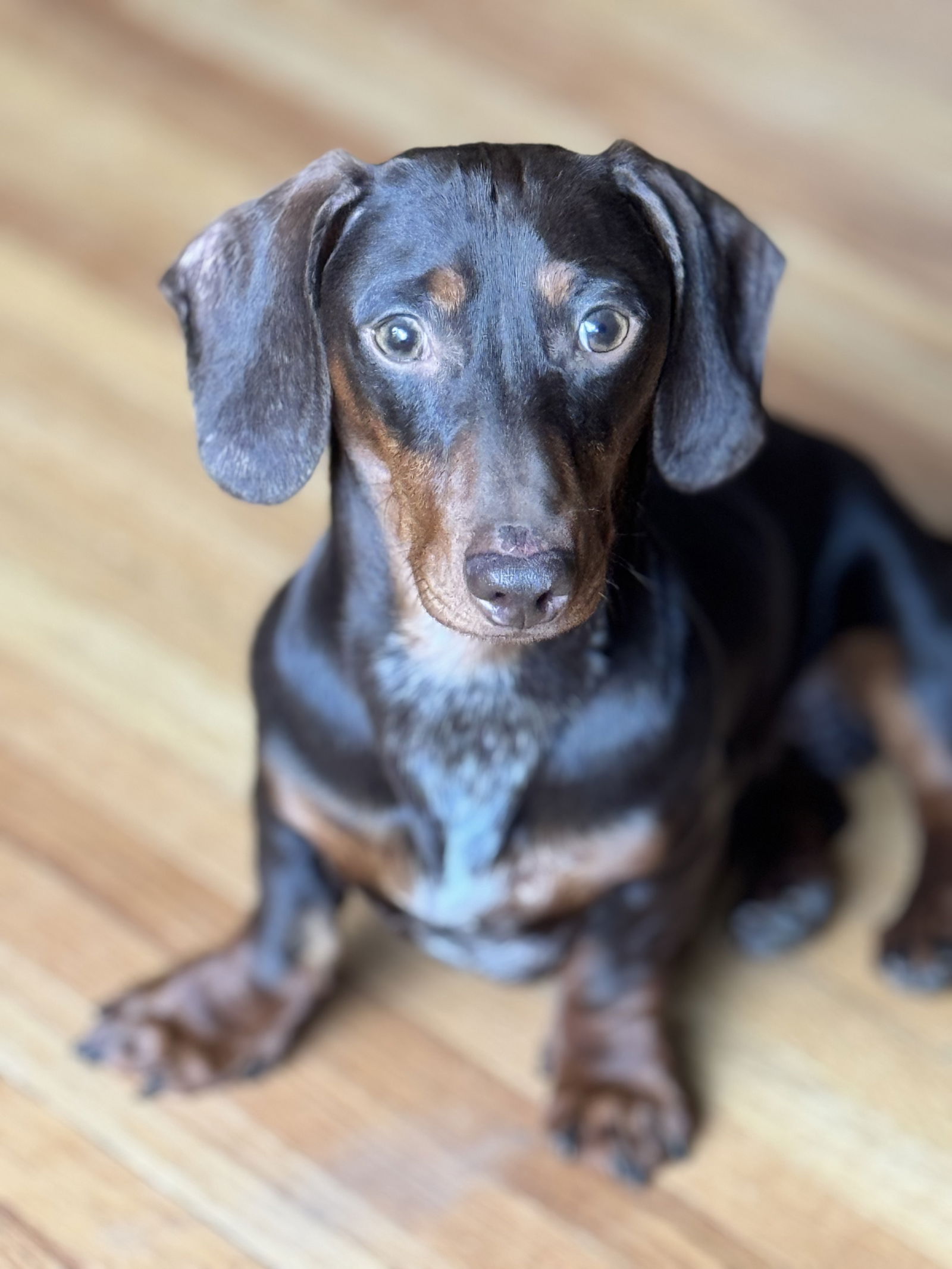 adoptable Dog in Minneapolis, MN named Pronto