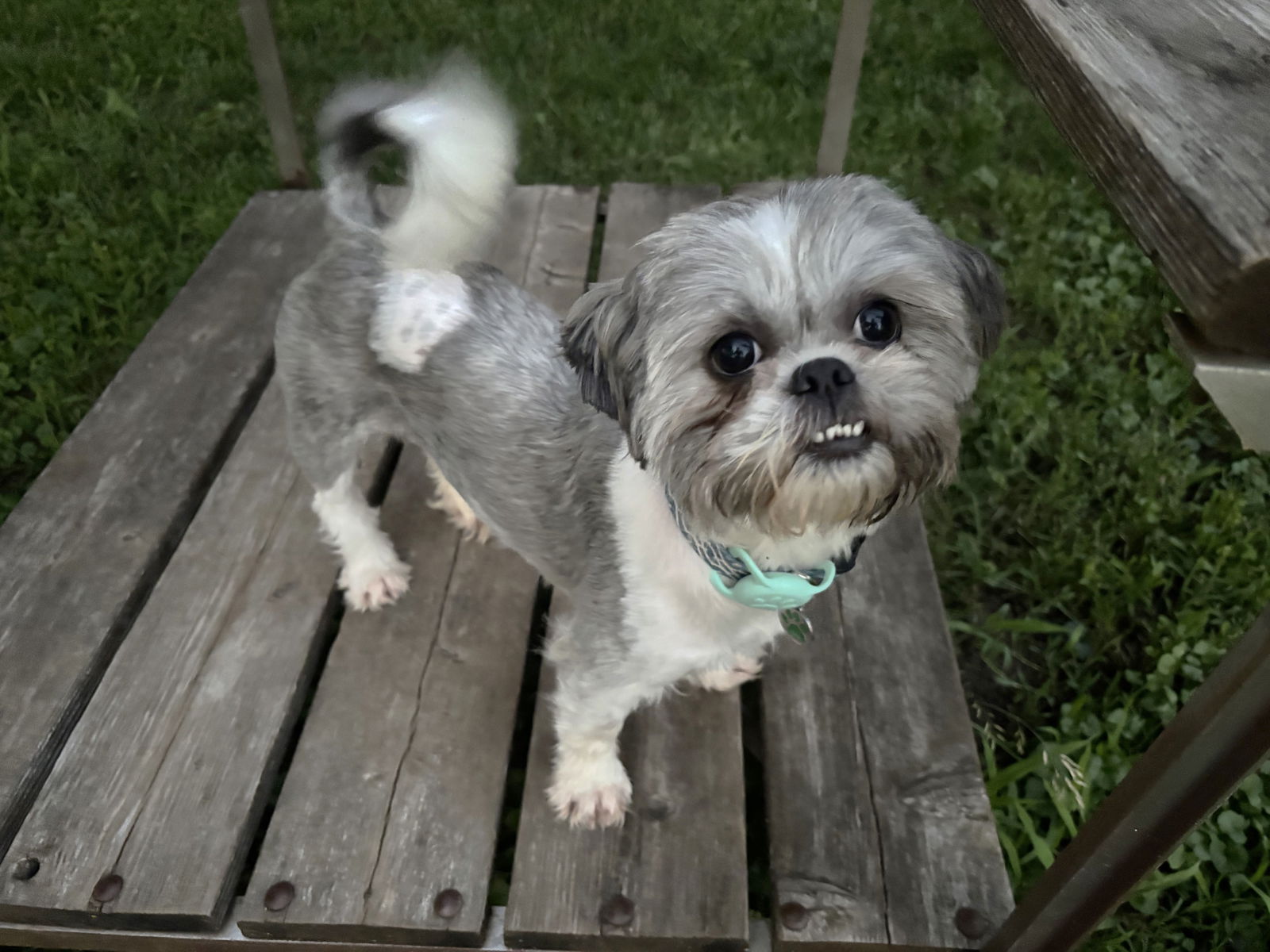 adoptable Dog in Minneapolis, MN named Matilda